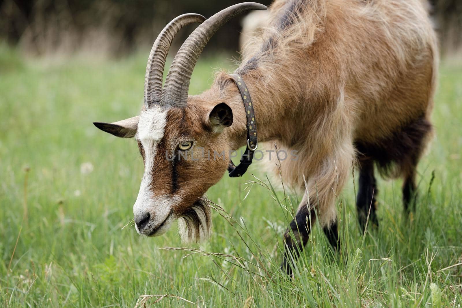 Close-up portrait of brown goat with long curved horns in a meadow.