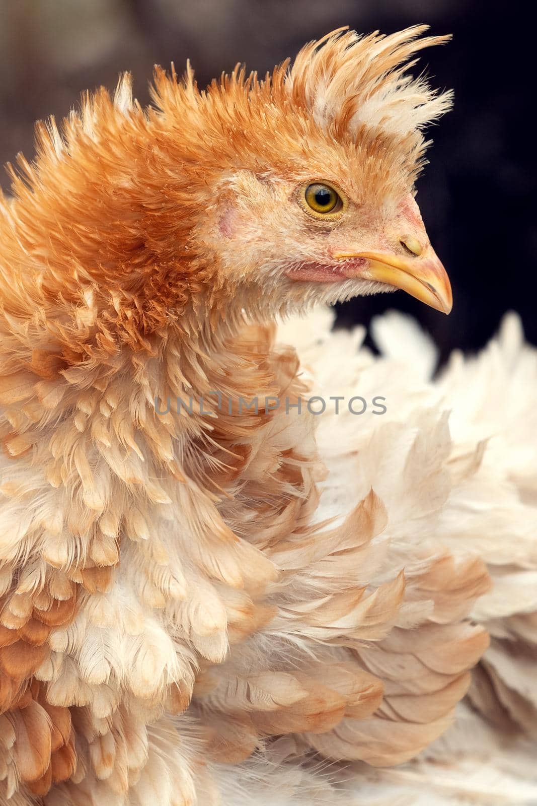 A vertical portrait of an interesting and very beautiful golden-colored tufted chicken in a dark background.