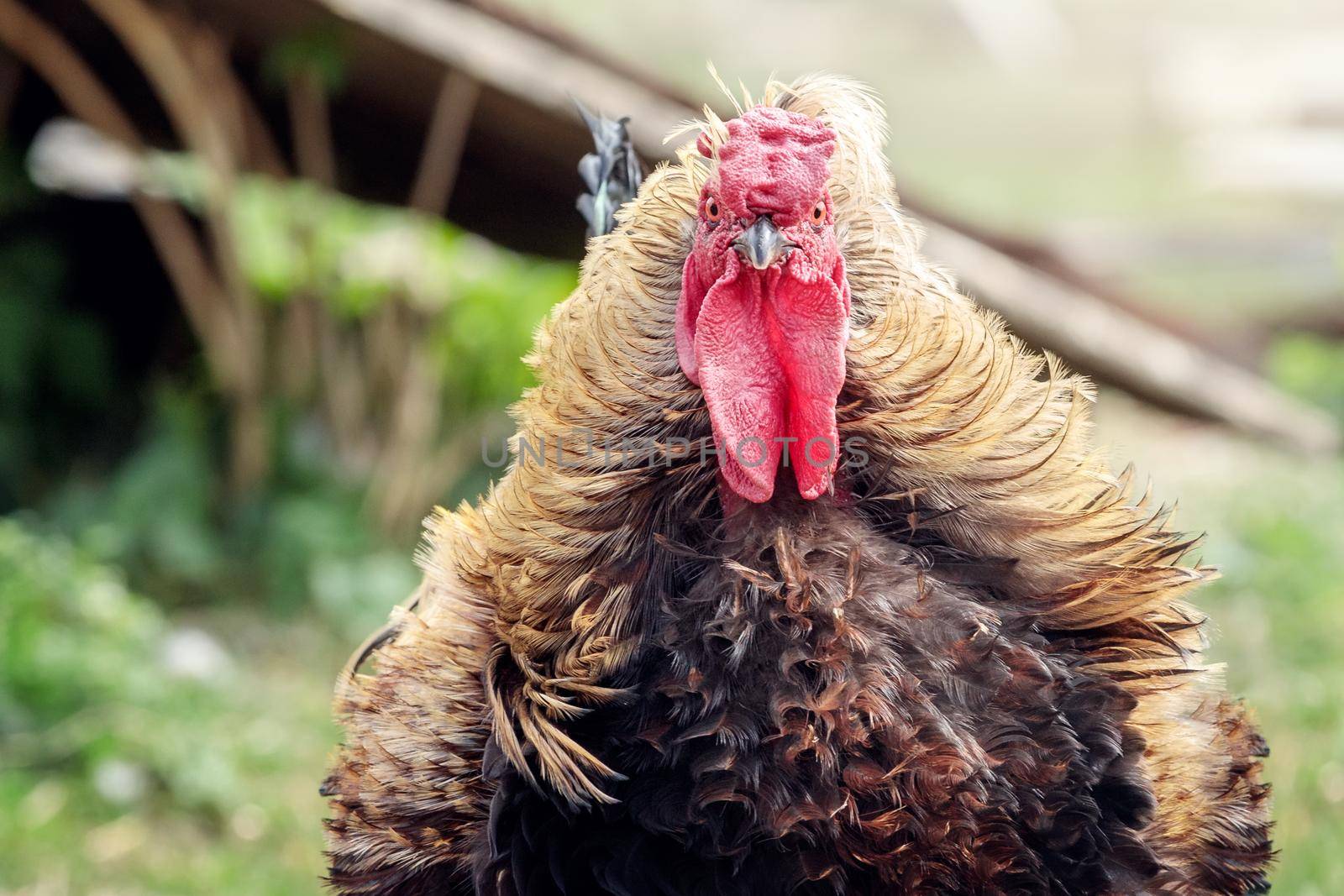 A thick rooster goes towards us, in the background a blurred view of the rural by Lincikas