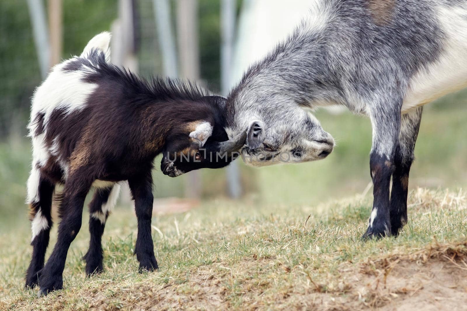 Young goats compete, pushes with heads and their  ridges are bristling. by Lincikas