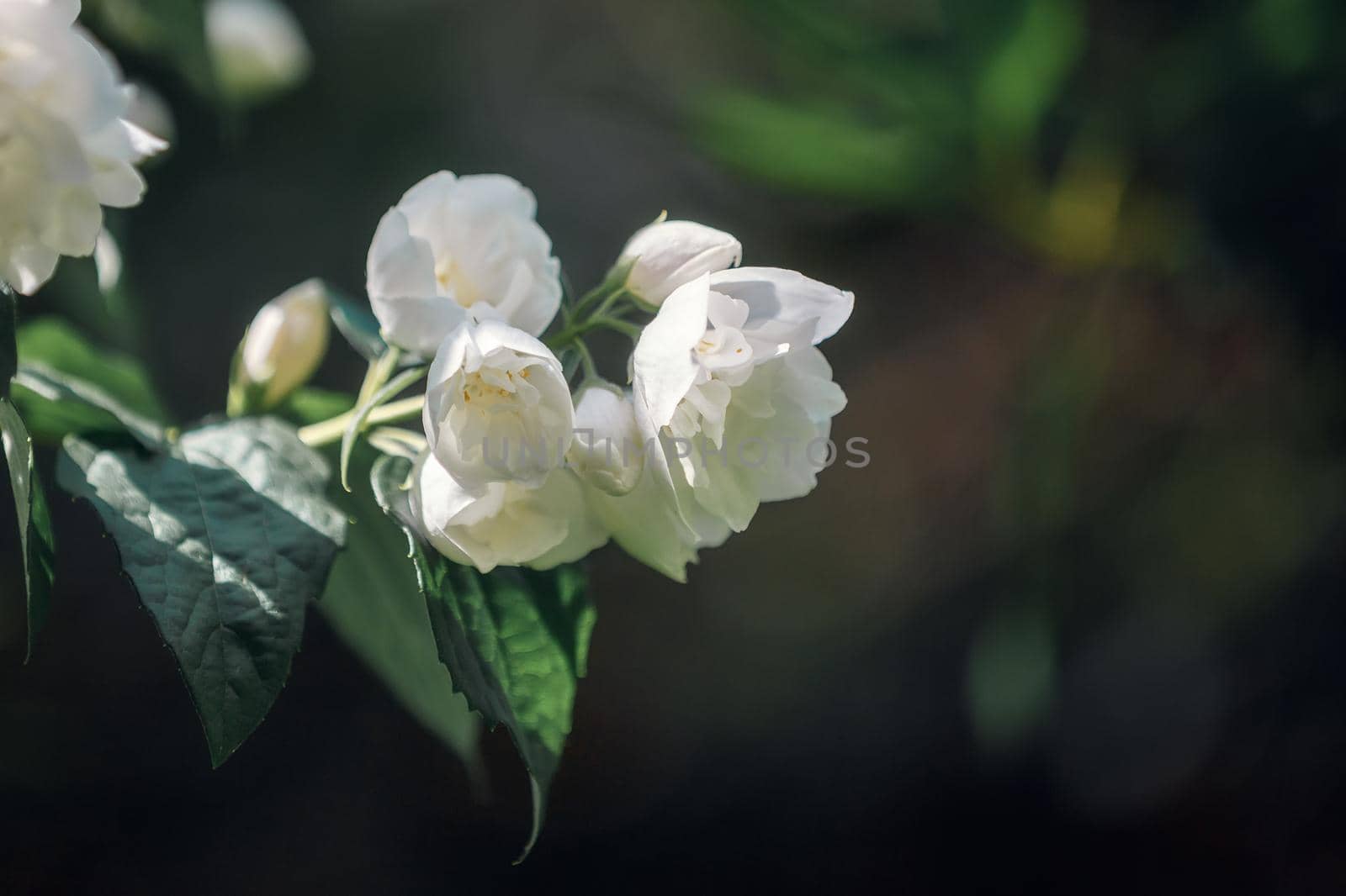 Beautiful white Jasmine flowers in dark background