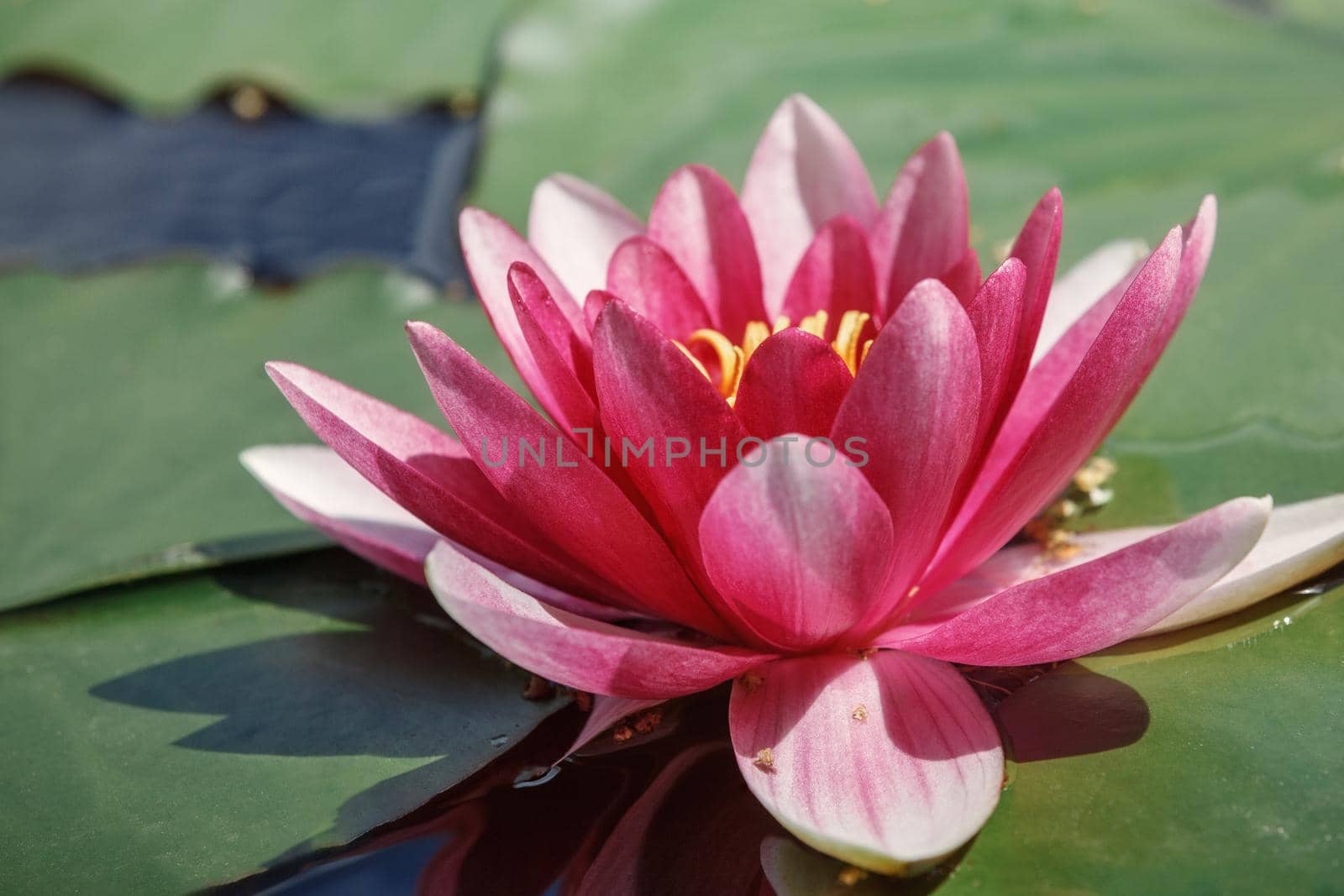 Large bud of pink lotus with green leaves on the water in the lake side view. by Lincikas