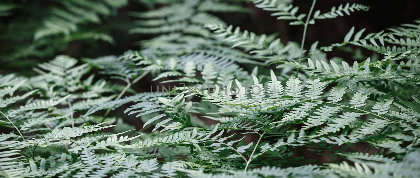 Close up of beautiful growing ferns in the forest. Natural floral fern background in sunlight. Green leaf background, fresh wallpaper banner concept