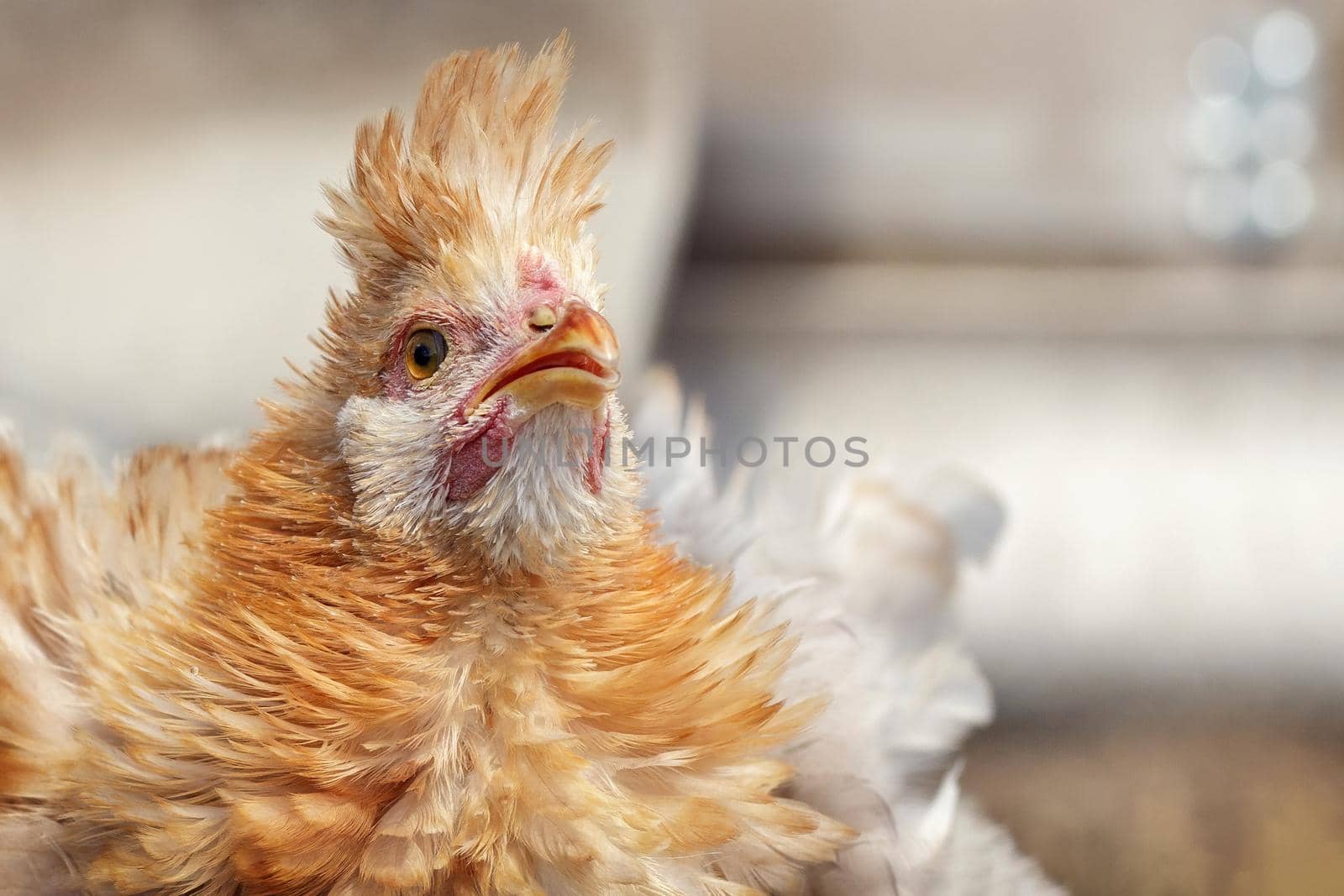 Portrait of nice fluffy ginger feathers hen with tuft in front. Chicken raises its head and looks up, there is free space for a note