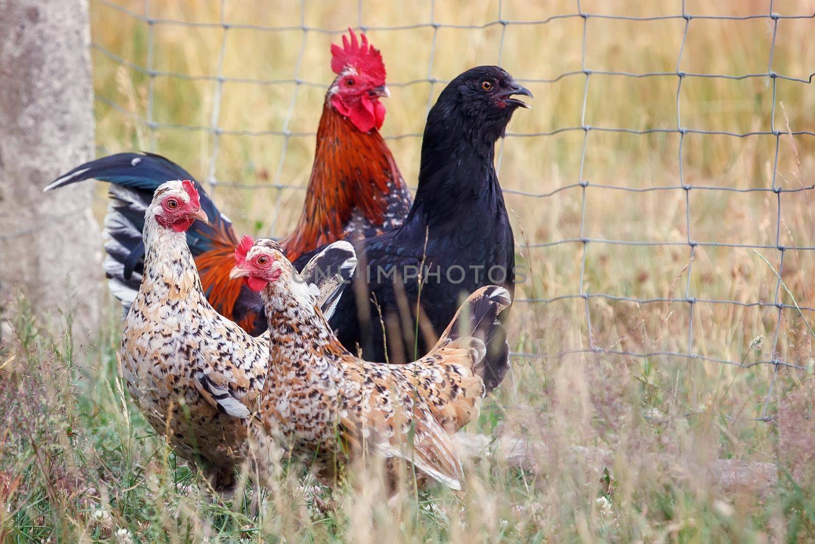 Rooster with red comb and flock of chickens grazing on the ground of village courtyard in summer sunny day