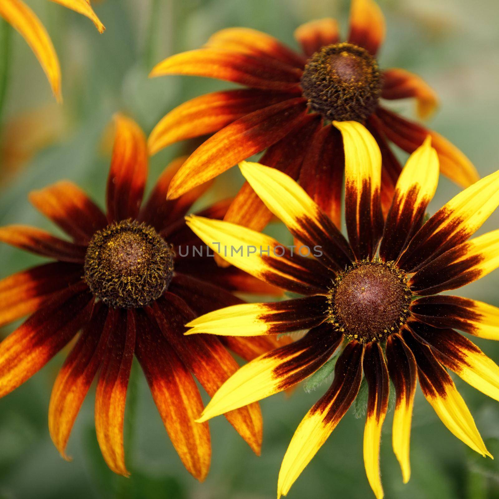 Black eyed susan- rudbeckia flowers, square photo close up. by Lincikas