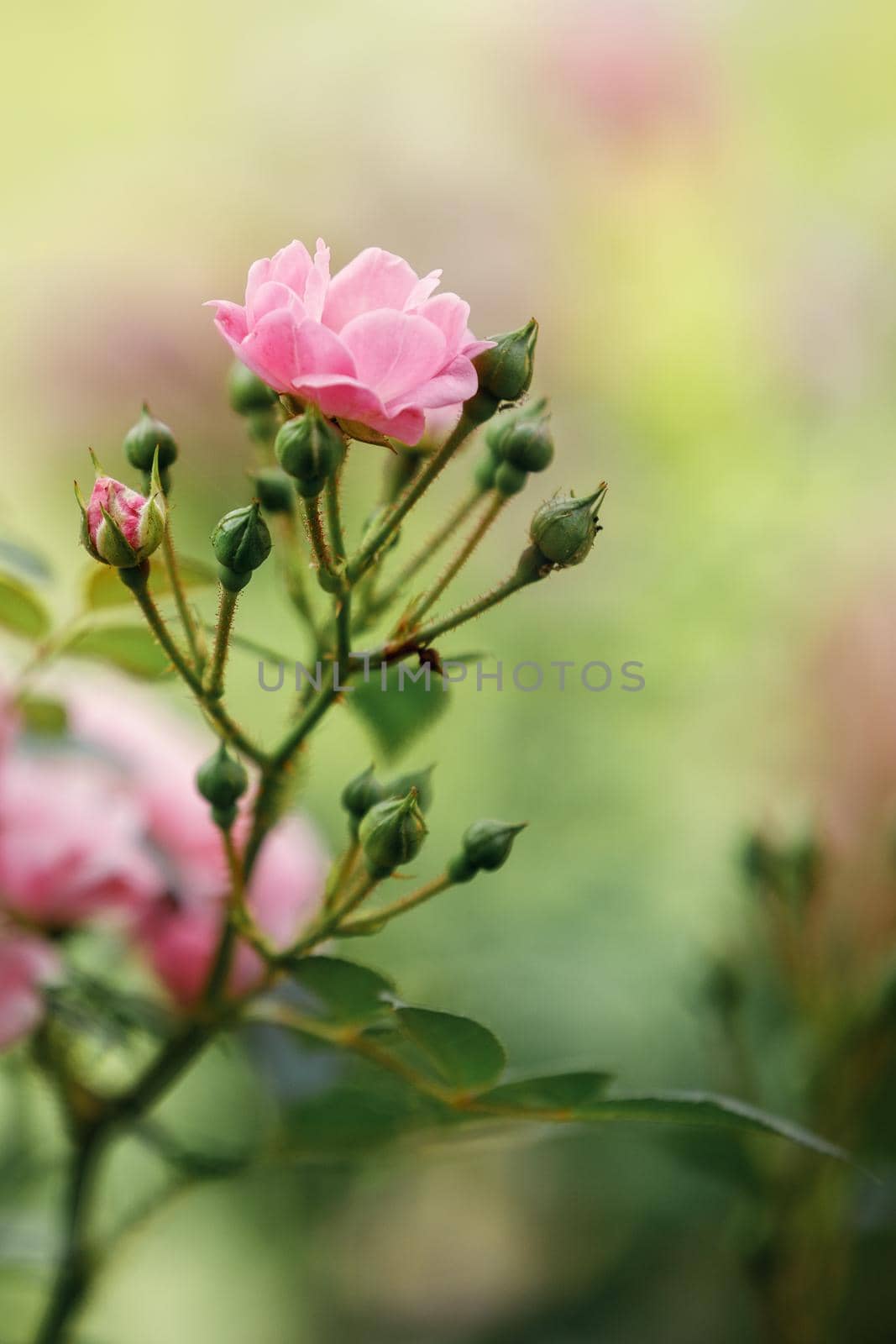 Beautiful Pink Polyantha Rose also known as Fairy Rose blooming in the garden. by Lincikas