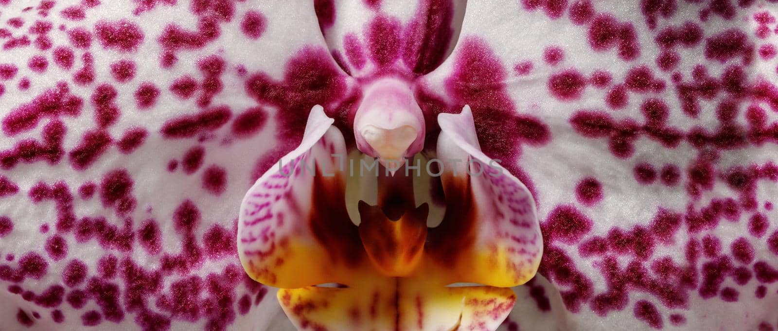 Purple dotted orchid flower blossom from a very close, wide photo