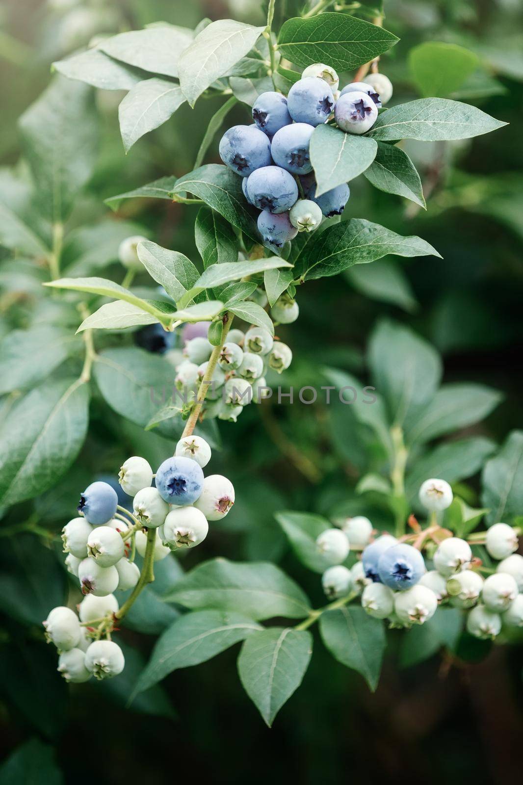 Fresh organic blueberries on blueberry bush, ready for picking.