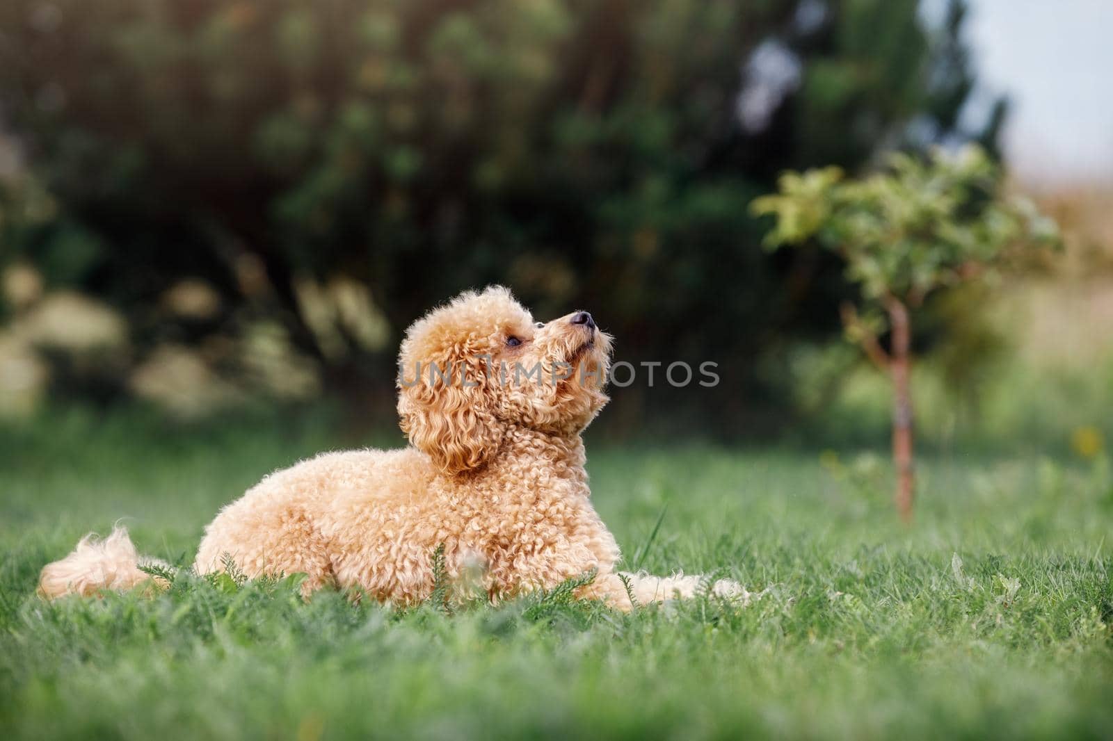 Poodle lie on the grass he looks up and awaiting instructions from his owner. by Lincikas