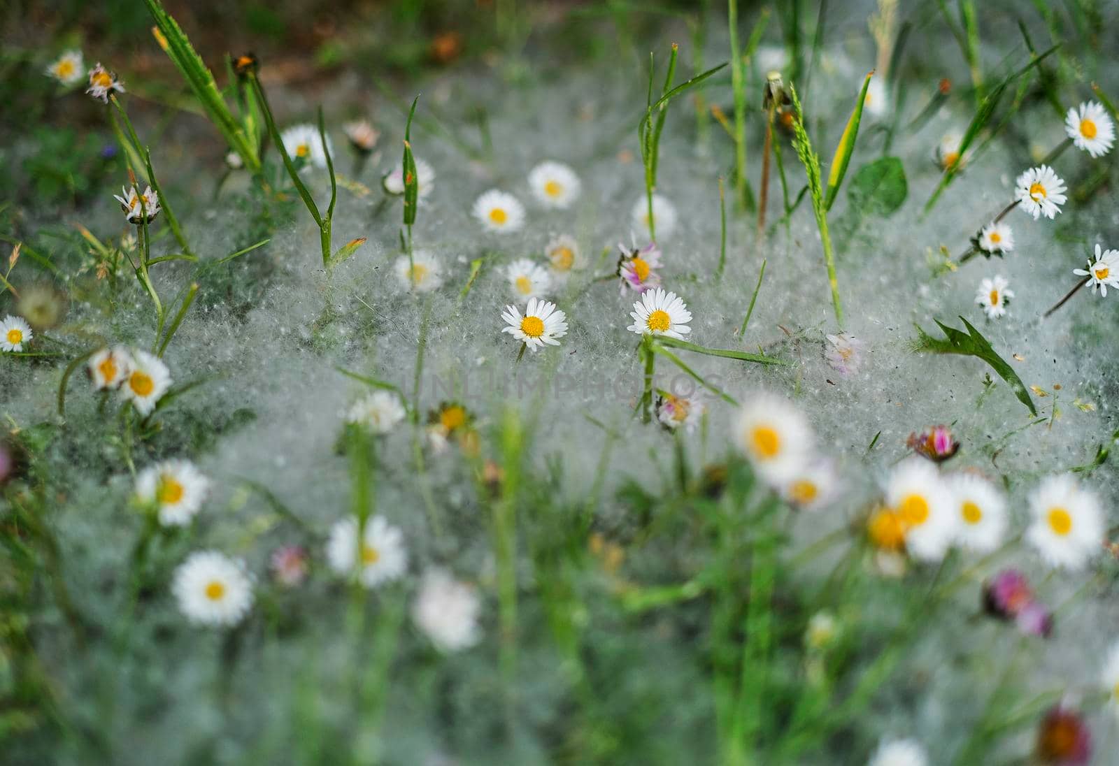 Pooh of poplar covered the ground, dandelions and grass in summer like white snow.