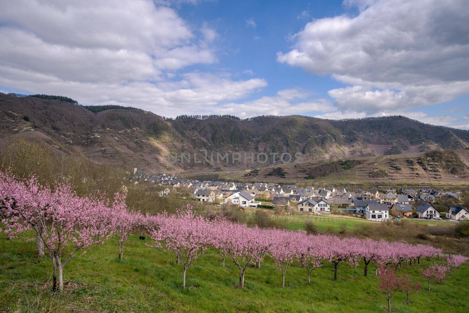 Blossom of vinyard peach tree, springtime in Moselle region, Bremm, Germany