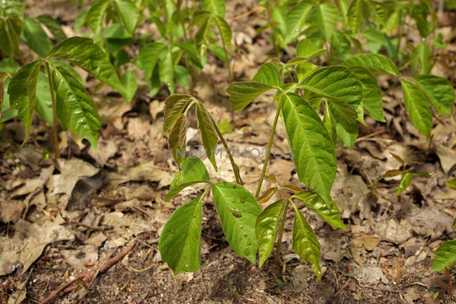 Close up of a Patch of Poison Ivy Plants Freshly Sprouted in the Spring by markvandam