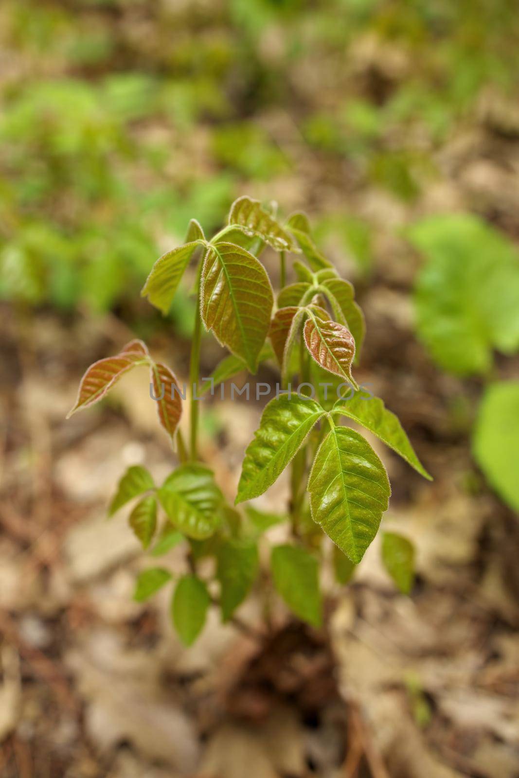 Close up of a Patch of Poison Ivy Plants Freshly Sprouted in the Spring with Blurred Background Bokeh. High quality photo