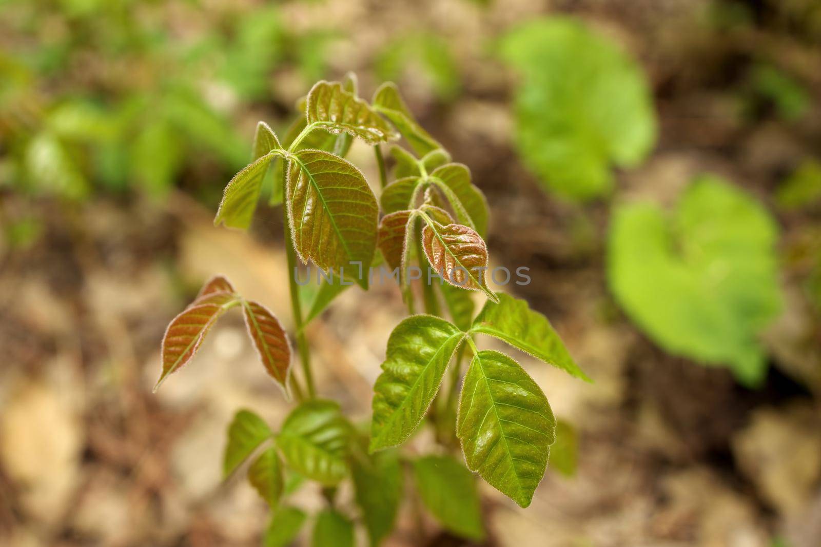 Close up of a Patch of Poison Ivy Plants Freshly Sprouted in the Spring with Blurred Background Bokeh. High quality photo