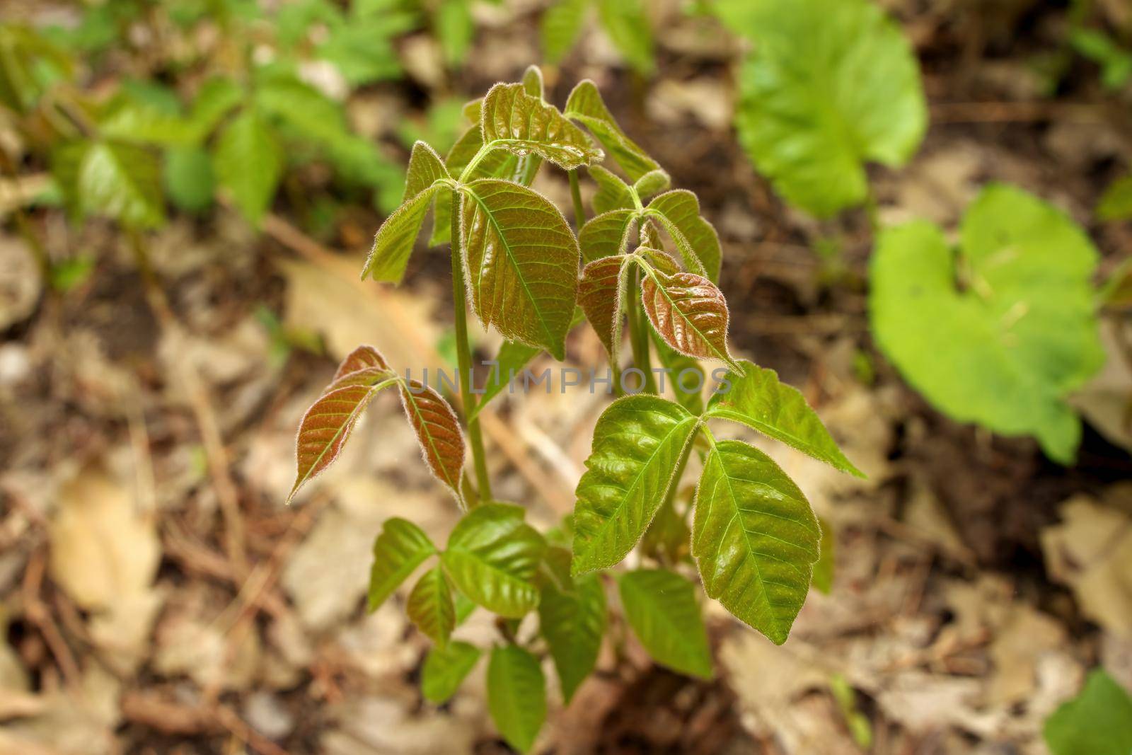 Close up of a Patch of Poison Ivy Plants Freshly Sprouted in the Spring. High quality photo
