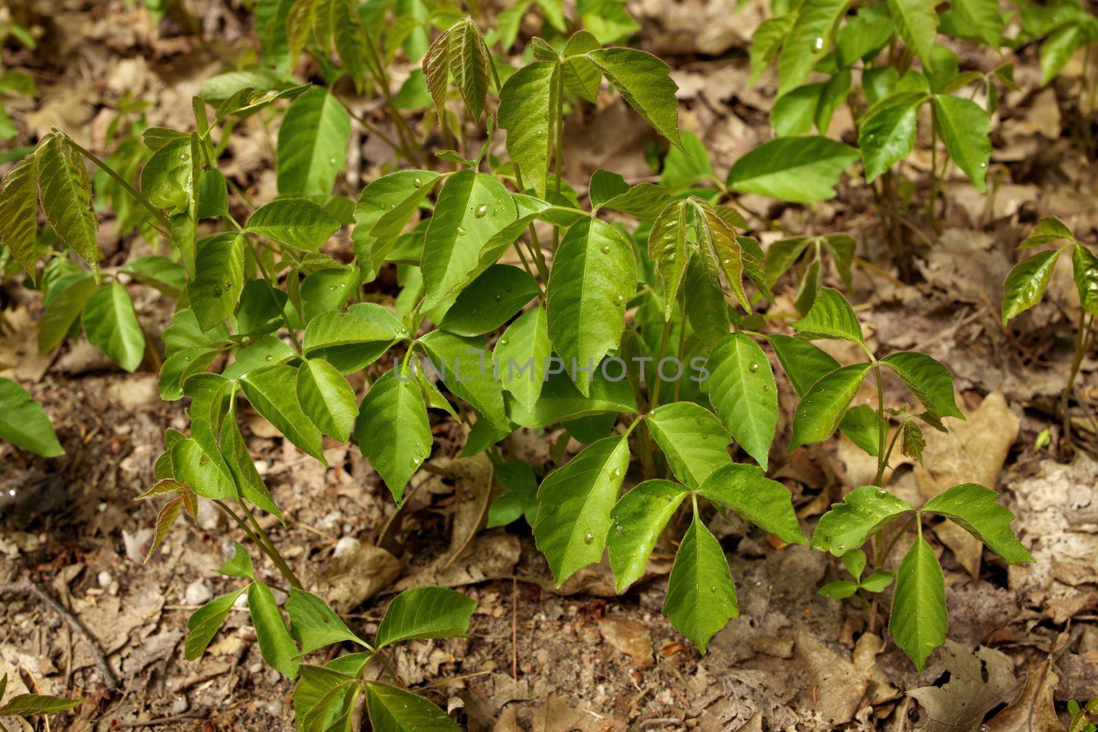 Close up of a Patch of Poison Ivy Plants Freshly Sprouted in the Spring by markvandam