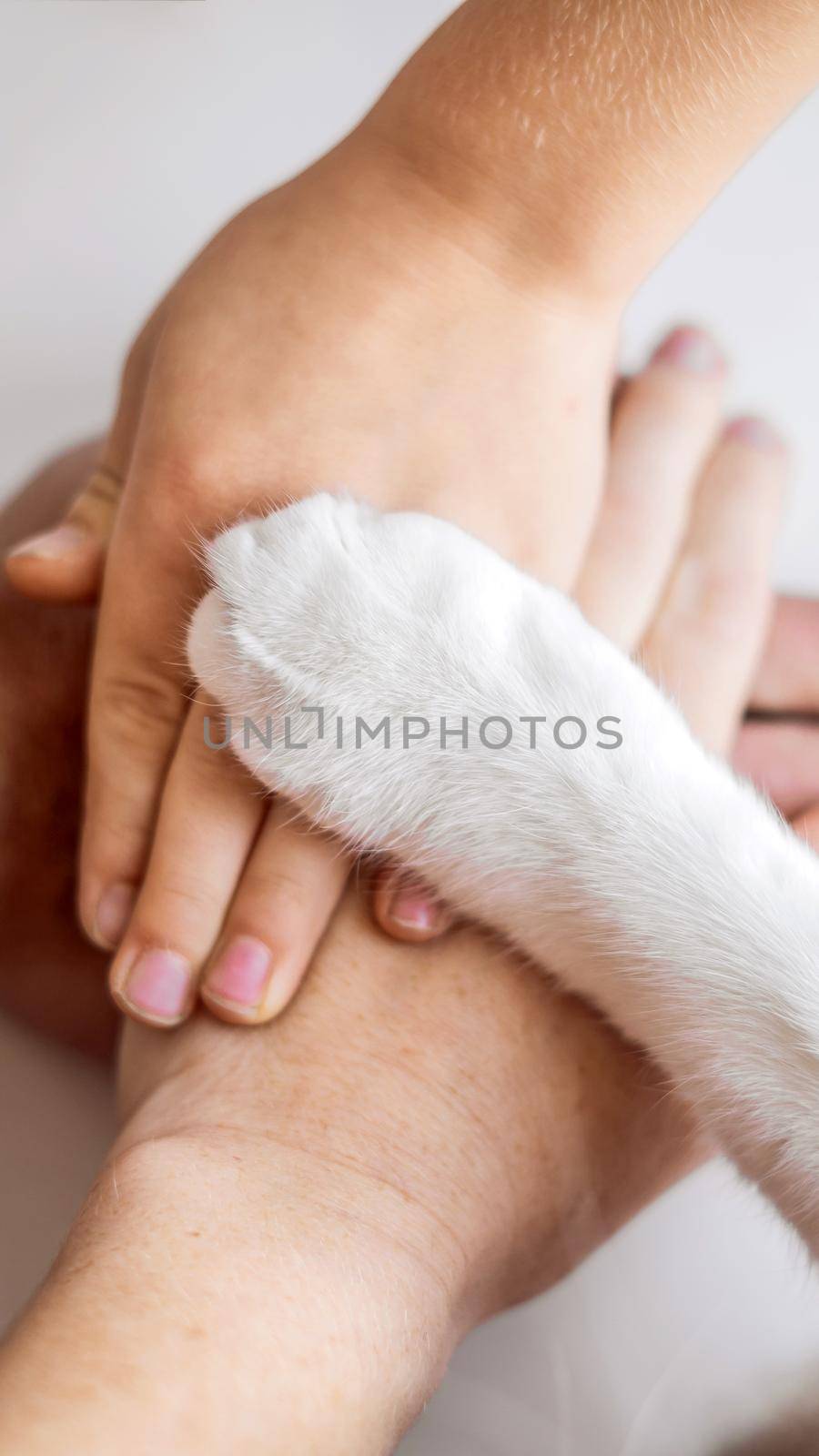The hands of the family and the furry paw of the cat as a team. Fighting for animal rights, helping animals. VERTICAL FORMAT for Instagram mobile story or stories size. Mobile wallpaper