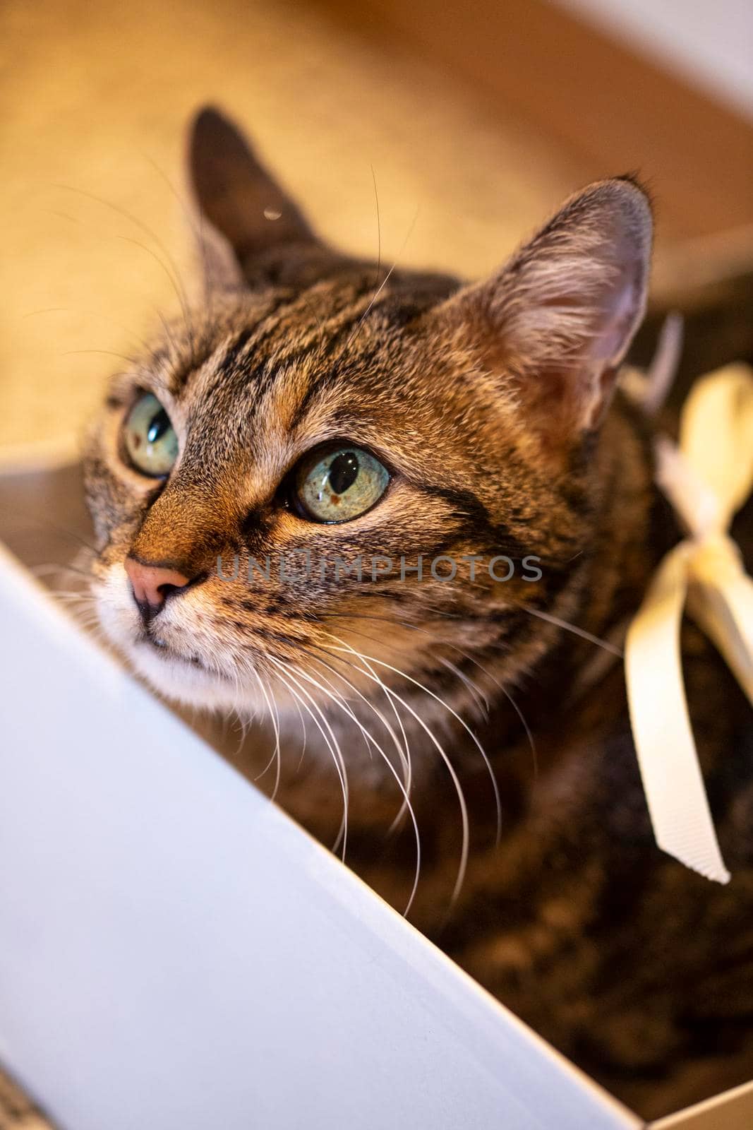 cute cat with golden ribbon in collar rests inside a white box