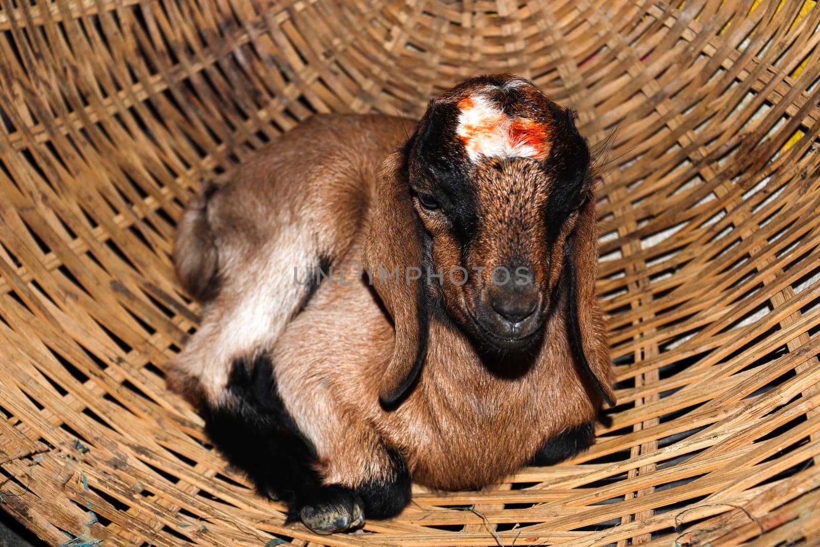 Black and white Colored Goat Closeup on Firm