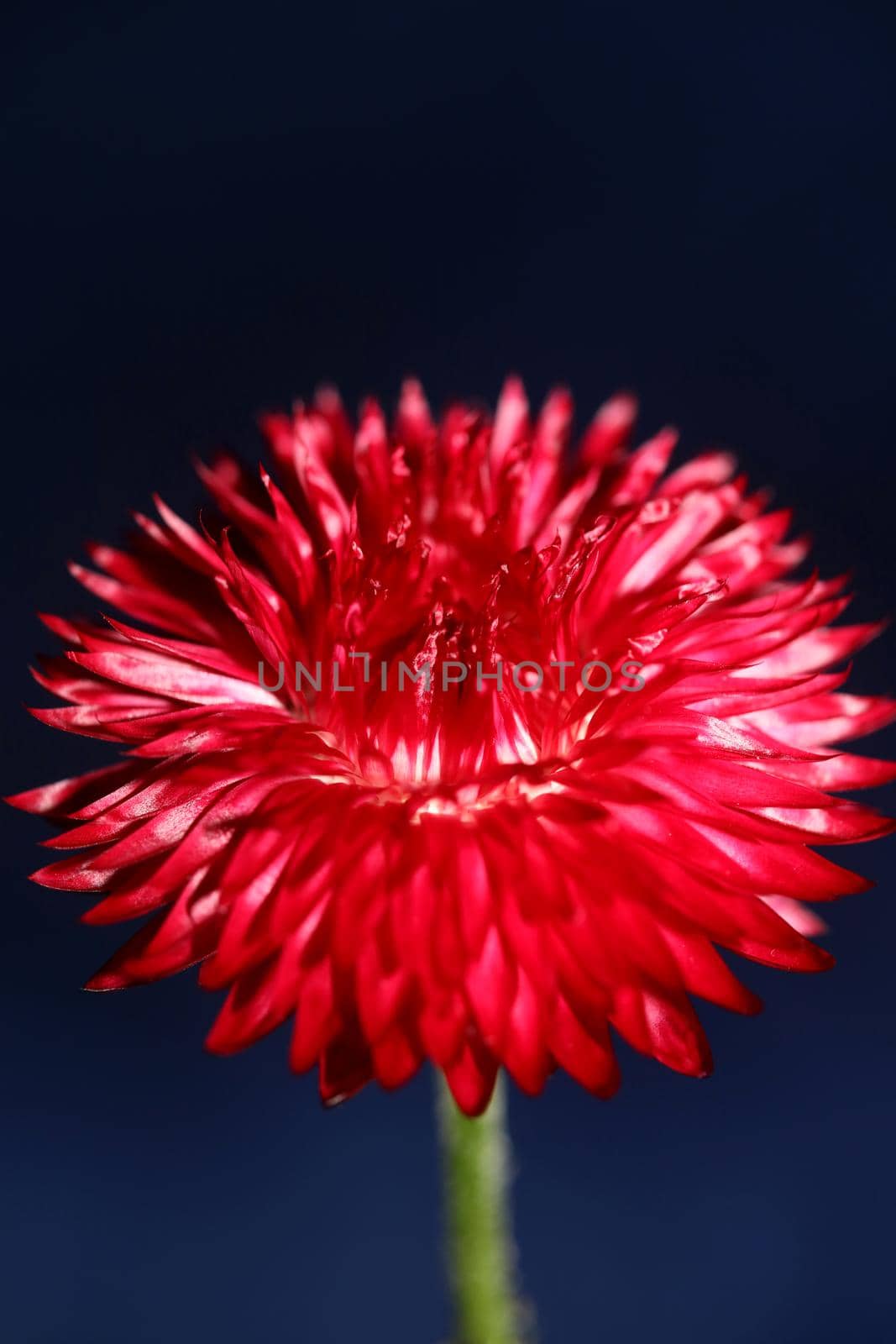 Red flower blossom close up botanical background Helichrysum bracteatum family Compositae high quality big size print home decoration