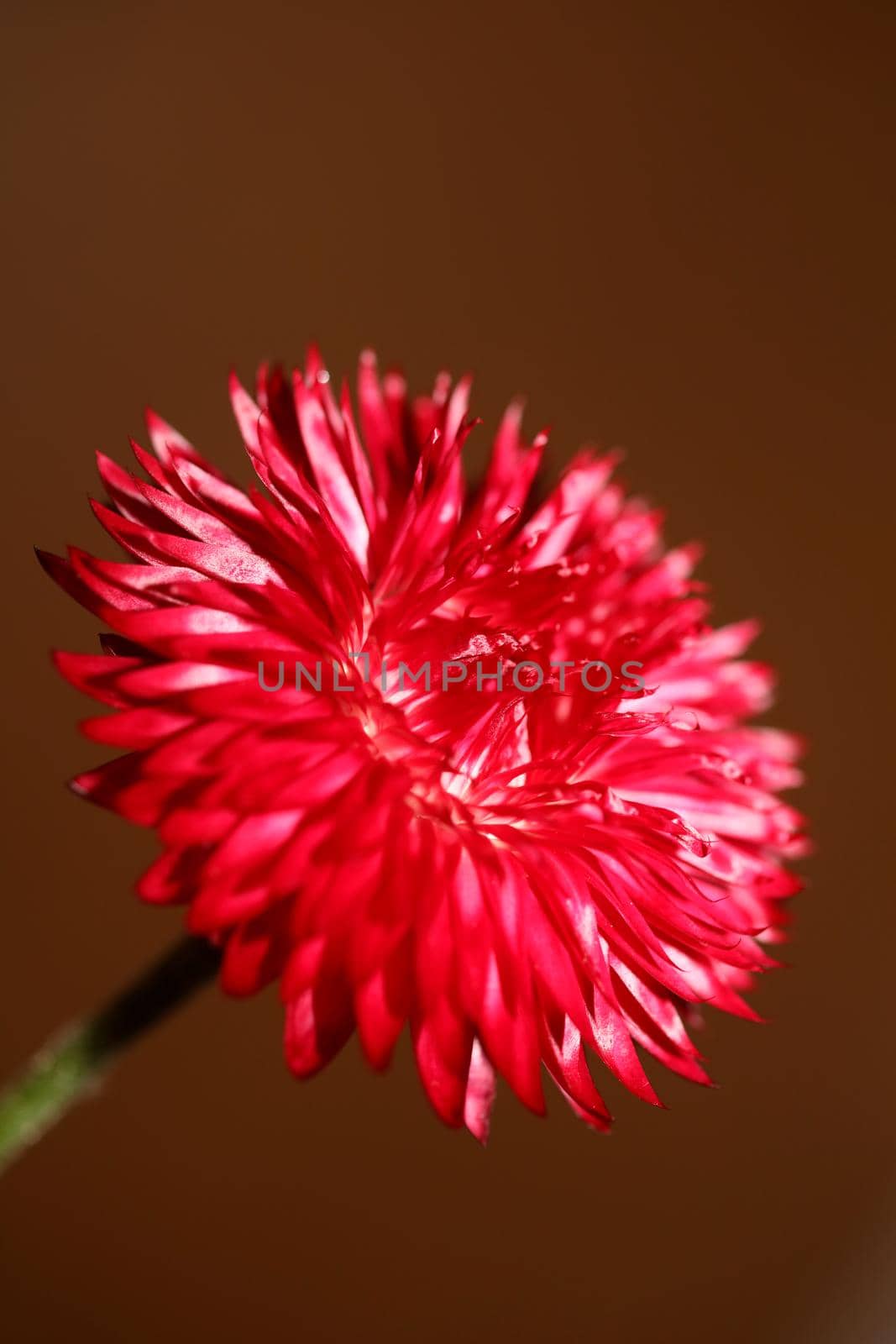 Red flower blossom close up botanical background Helichrysum bracteatum family Compositae high quality big size print home decoration