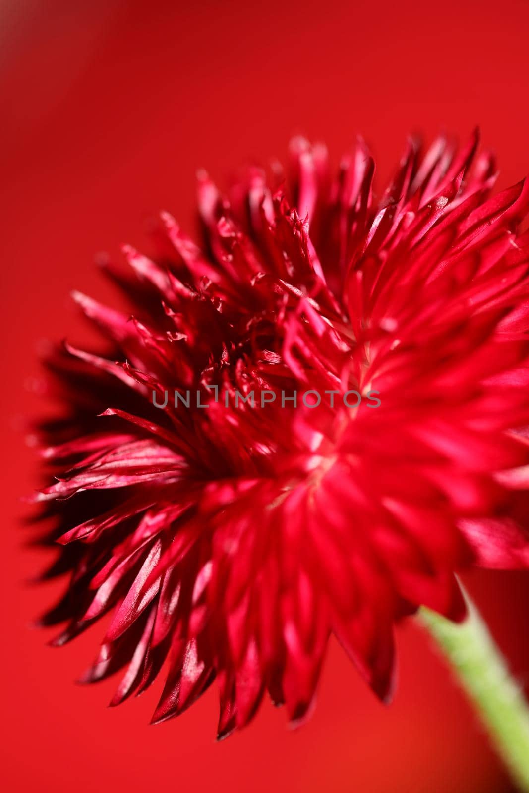 Red flower blossom close up botanical background Helichrysum bracteatum family Compositae high quality big size print home decoration
