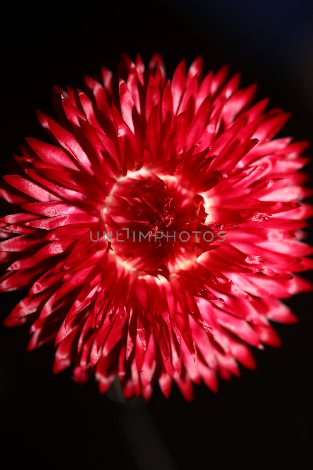 Red flower blossom close up botanical background Helichrysum bracteatum family Compositae high quality big size print home decoration