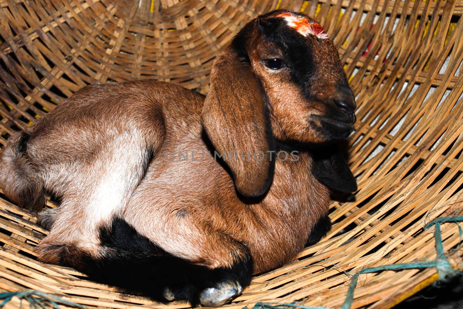 Black and white Colored Goat Closeup on Firm