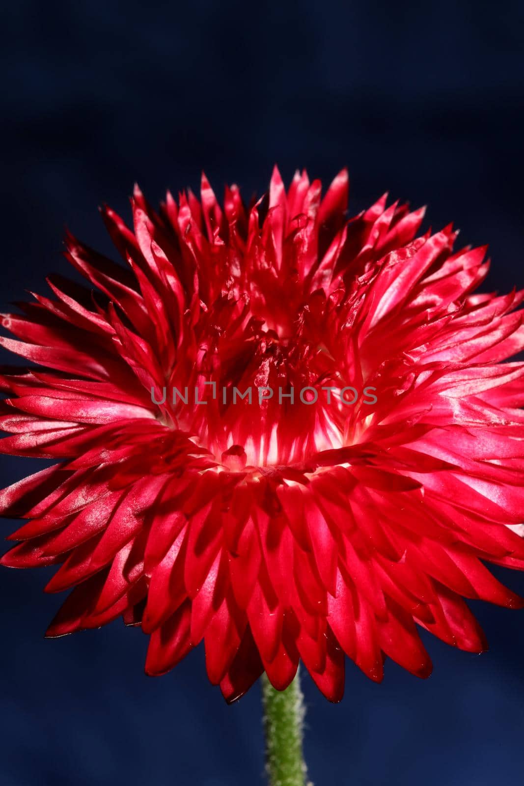 Red flower blossom close up botanical background Helichrysum bracteatum family Compositae high quality big size print home decoration