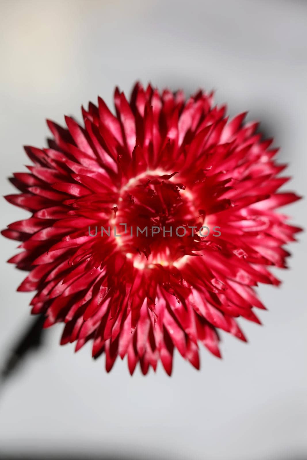 Red flower blossom close up botanical background Helichrysum bracteatum family Compositae high quality big size print home decoration