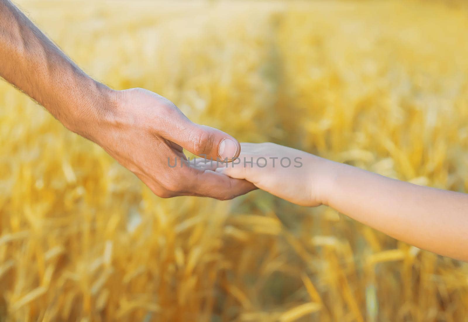 Child and father in a wheat field. Selective focus. nature.