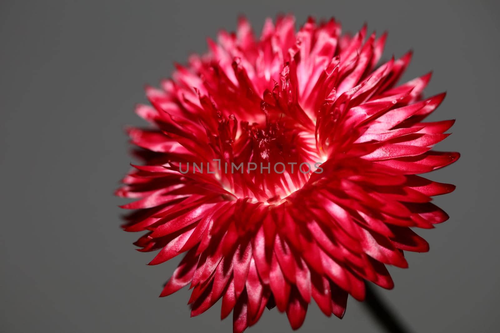 Red flower blossom close up botanical background Helichrysum bracteatum family Compositae high quality big size print home decoration