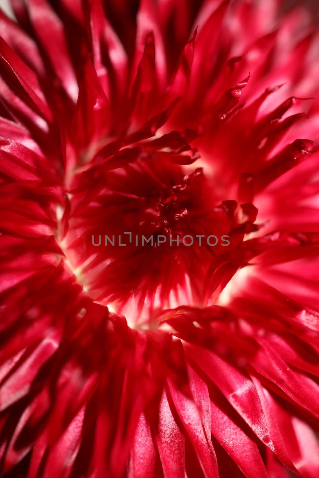 Red flower blossom close up botanical background Helichrysum bracteatum family Compositae high quality big size print home decoration
