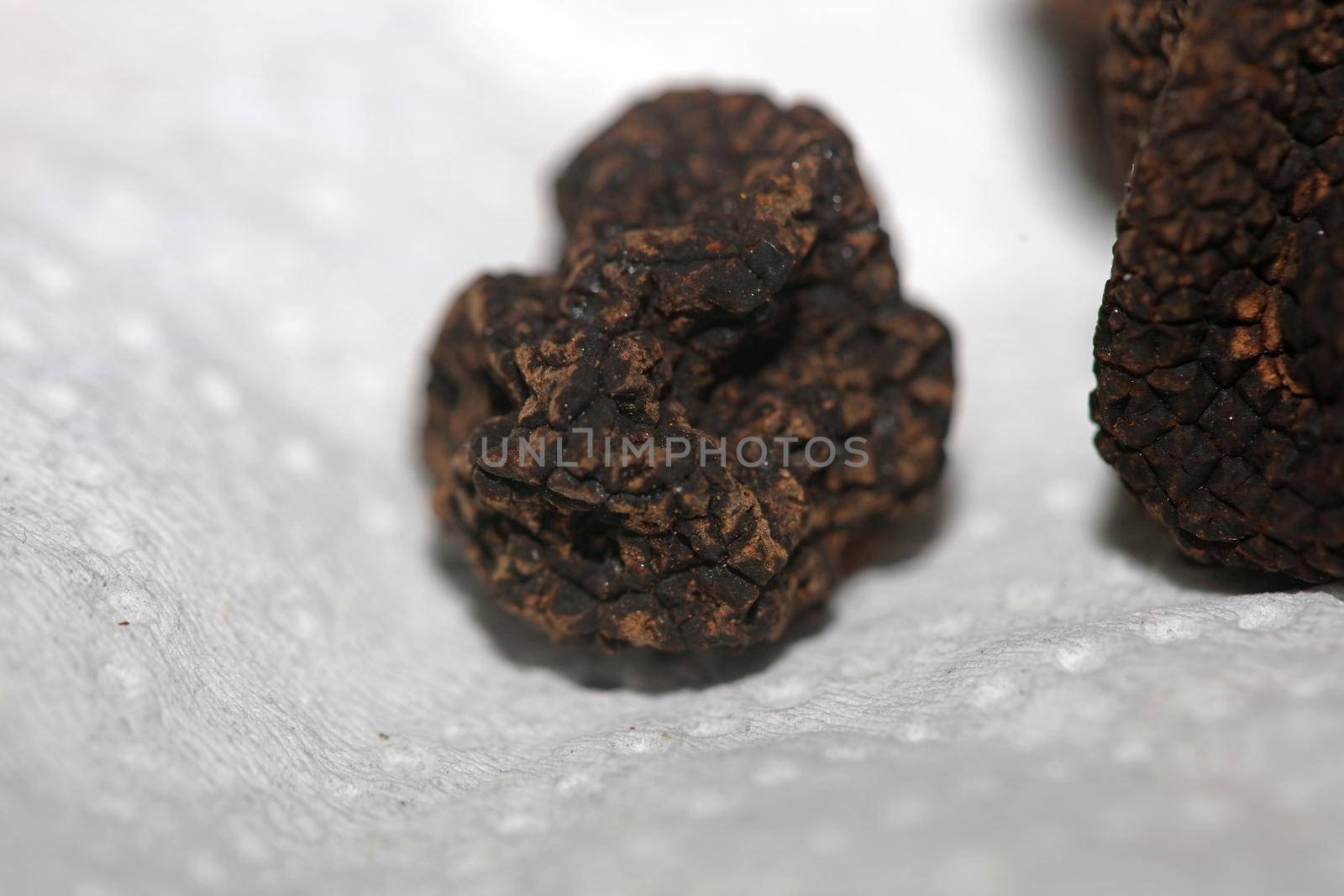 Black wild summer truffles mushrooms close up family tuberaceae botanical modern high quality big size background print home decoration
