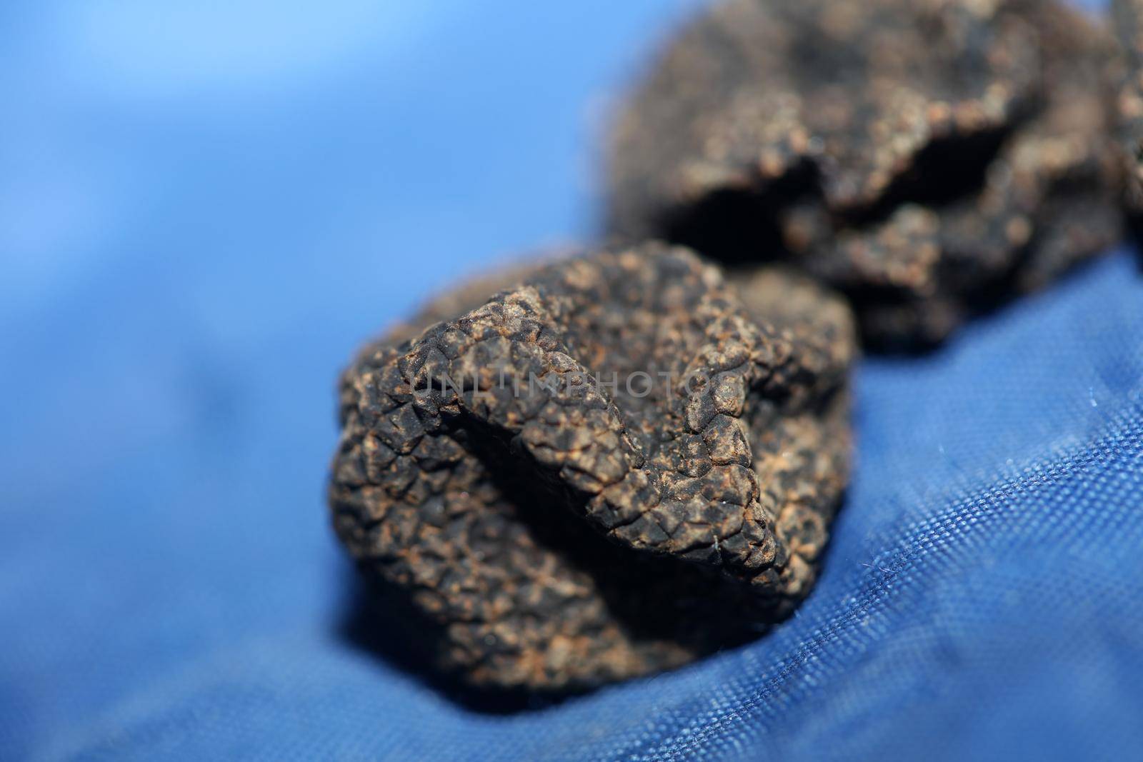 Black wild summer truffles mushrooms close up family tuberaceae botanical modern high quality big size background print home decoration