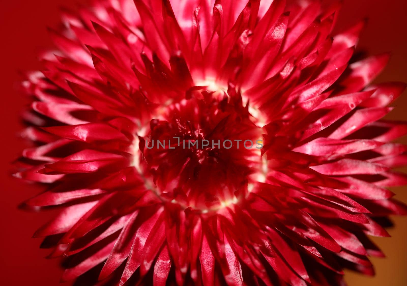 Red flower blossom close up botanical background Helichrysum bracteatum family Compositae high quality big size print home decoration