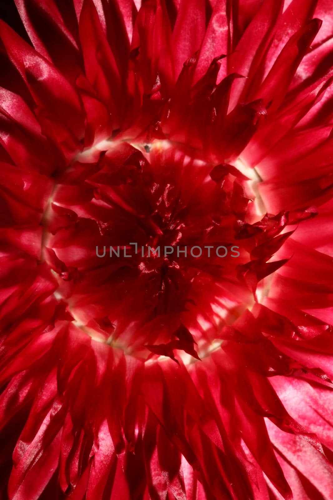 Red flower blossom close up botanical background Helichrysum bracteatum family Compositae high quality big size prints home decoration by BakalaeroZz