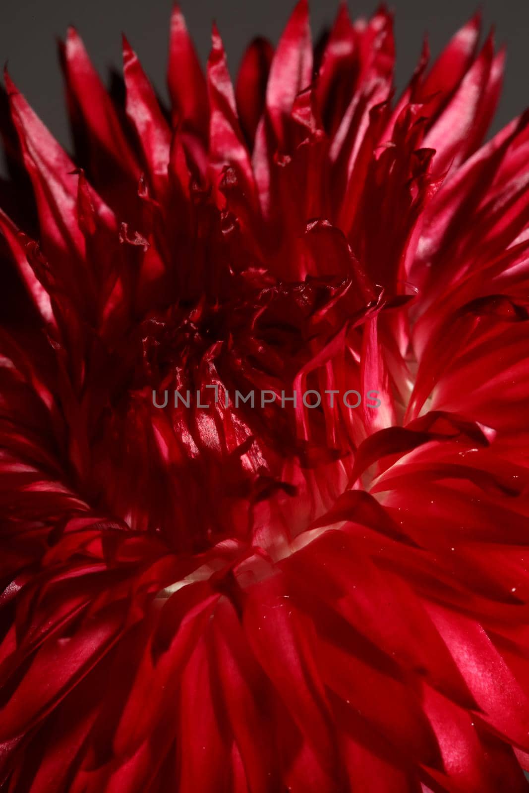 Red flower blossom close up botanical background Helichrysum bracteatum family Compositae high quality big size print home decoration