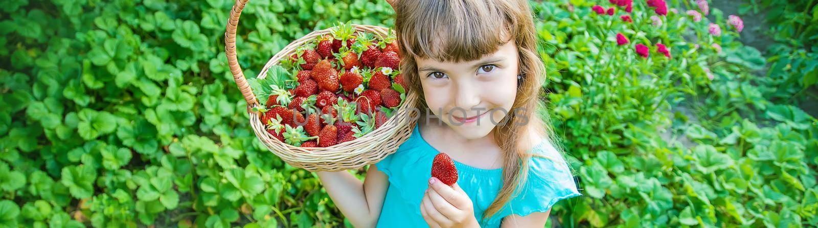 The child collects strawberries in the garden. Selective focus. by yanadjana