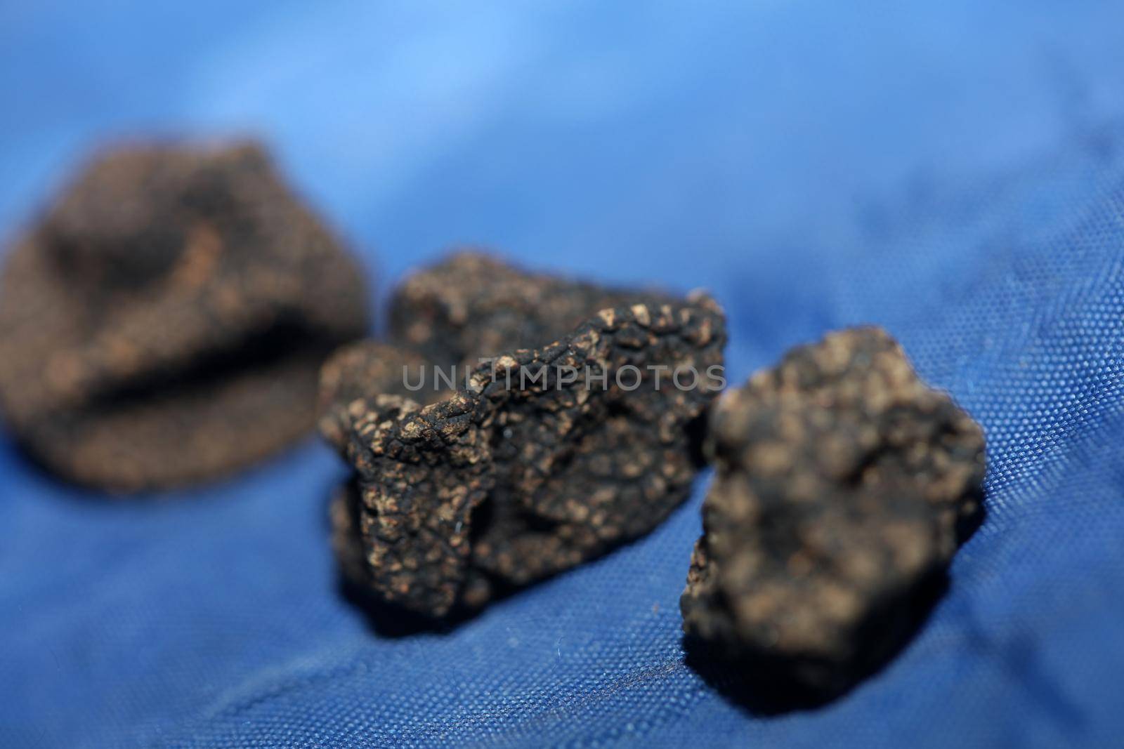 Black wild summer truffles mushrooms close up family tuberaceae botanical modern high quality big size background print home decoration