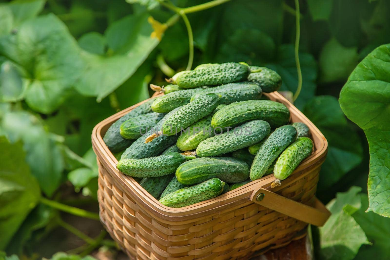 homemade cucumber cultivation and harvest. selective focus. nature
