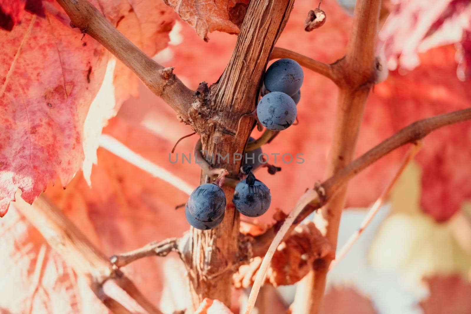 Beautiful clusters of ripening grapes in the sun. Grape plantation in the sunset light. Beautiful vine with grapes. Wine Making concept. Grape business.