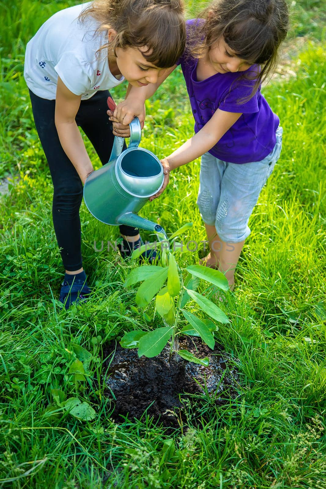 The child is planting a tree together. Selective focus. Kid.