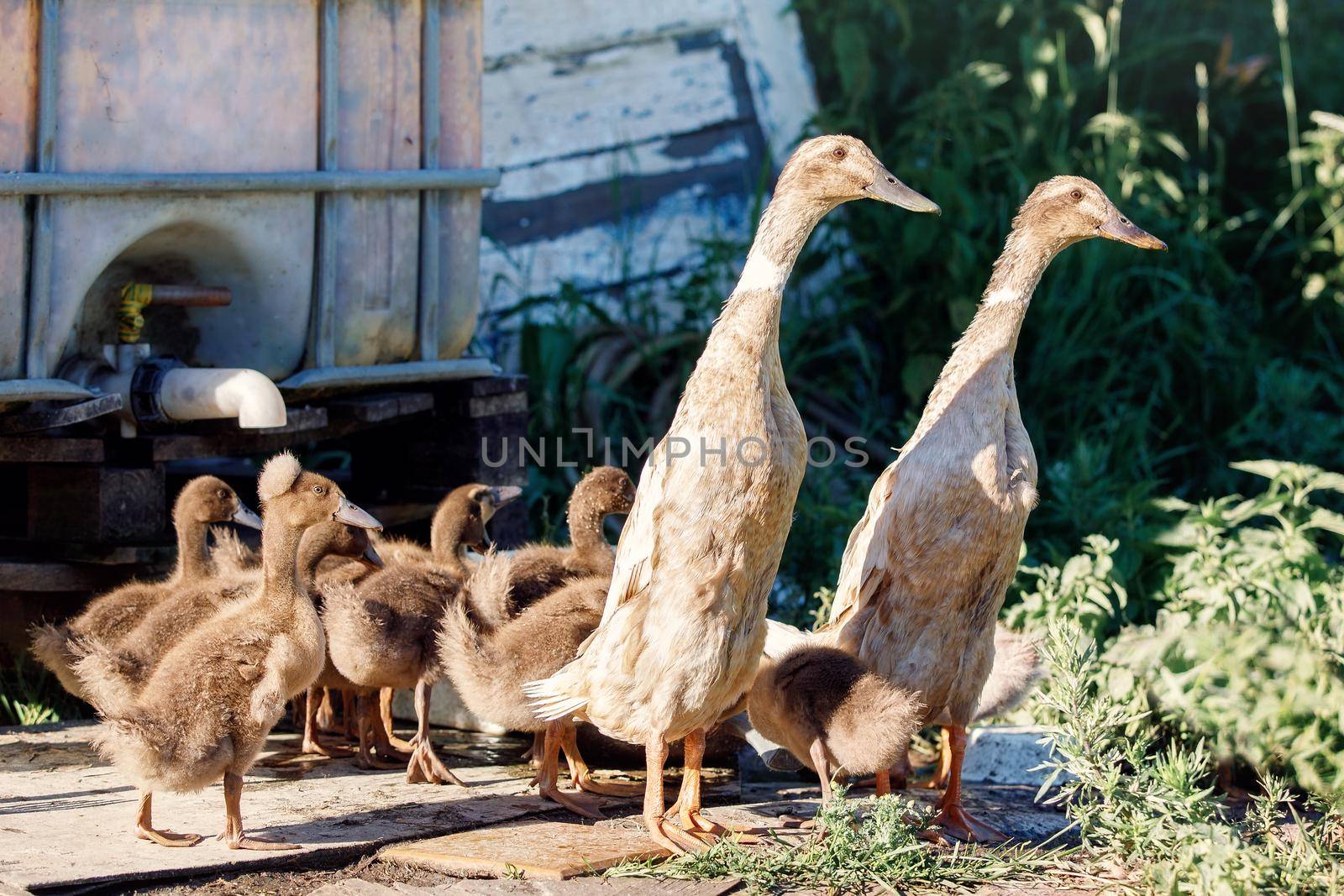 Two Indian runner ducks with ducklings came to drink water and take bath near a garden watering place.
