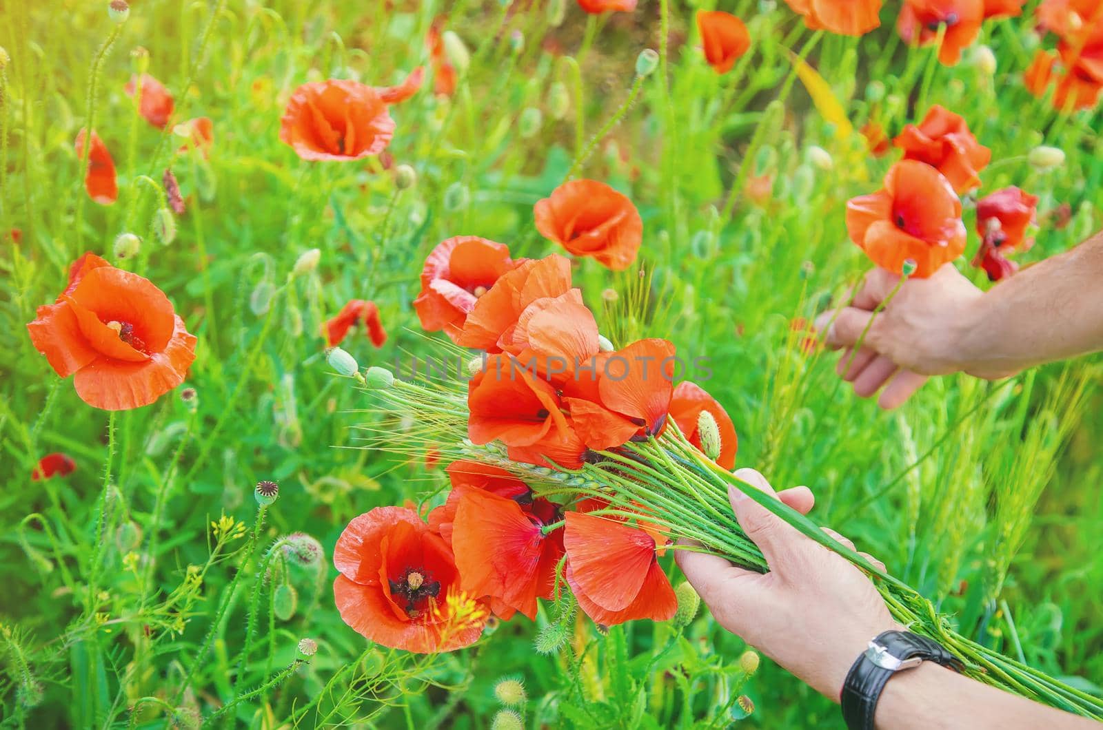 man collects a bouquet of wildflowers. Poppies selective focus. nature.