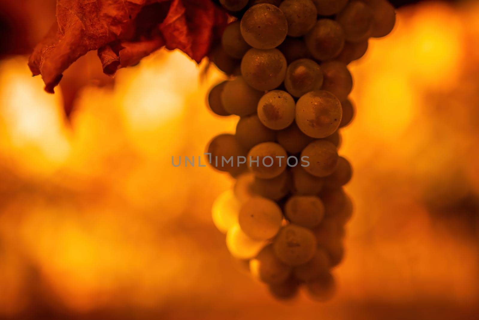Beautiful clusters of ripening grapes in the sun. Grape plantation in the sunset light. Beautiful vine with grapes. Wine Making concept. Grape business.