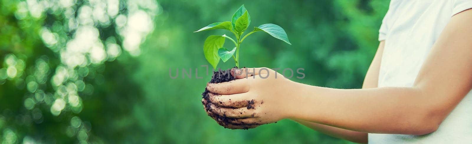 child plants and watering plants in the garden. Selective focus. nature.