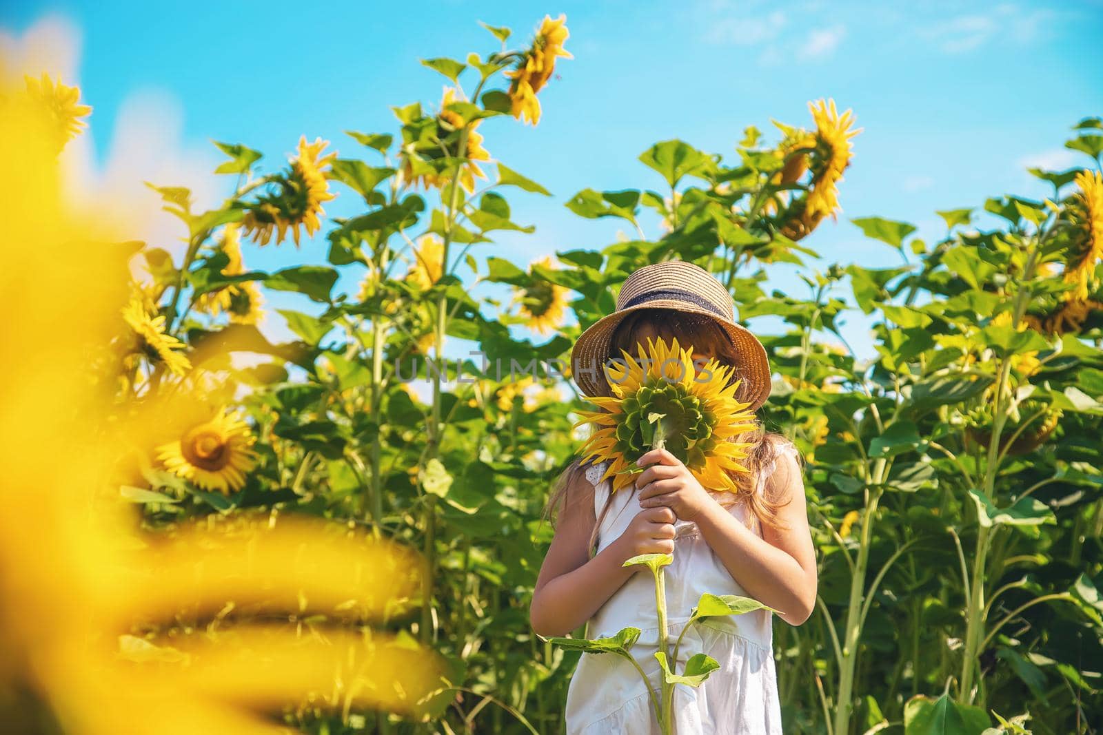 A child in a field of sunflowers. Selective focus.