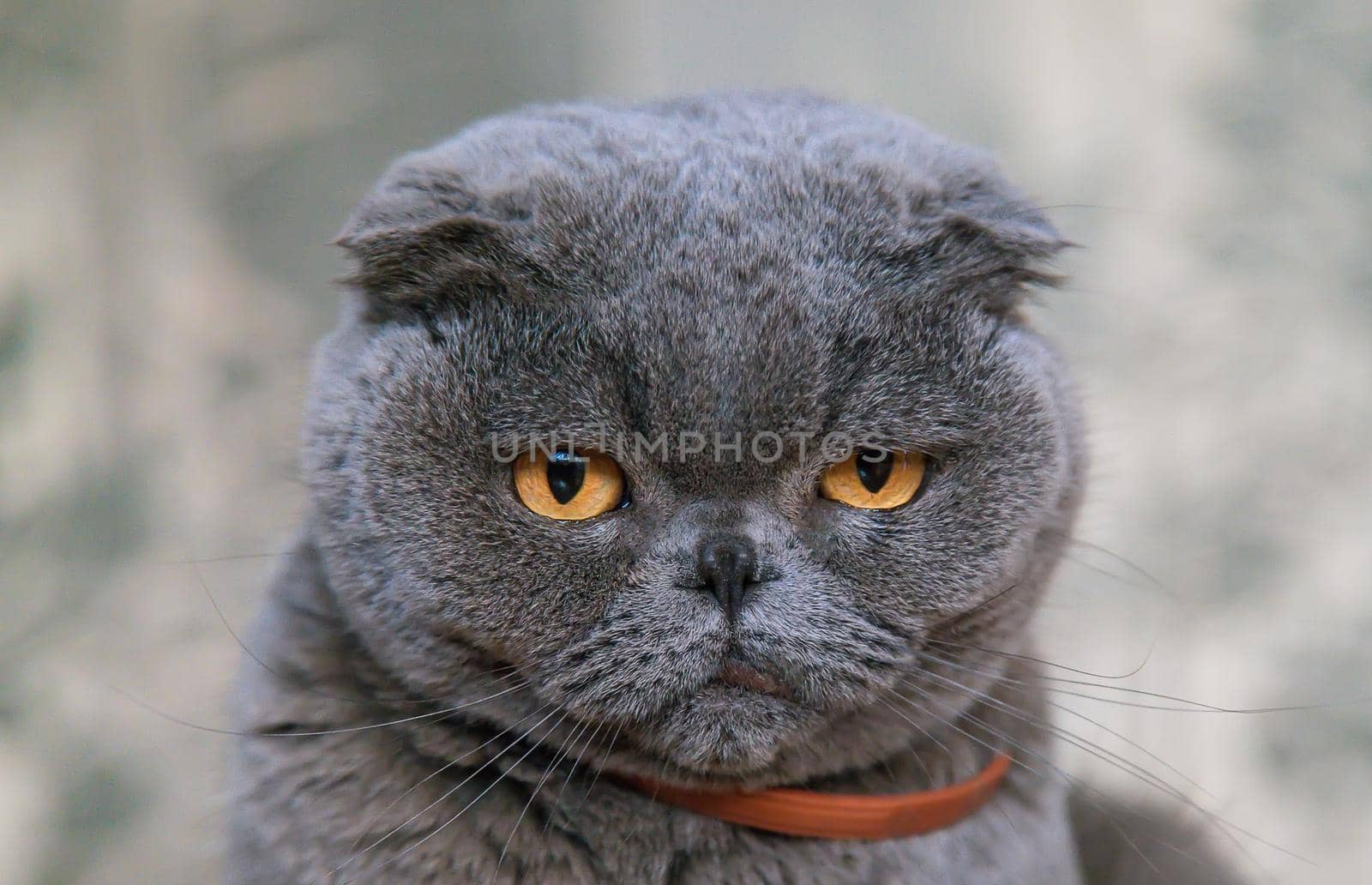 Large gray fold cat at home. Selective focus. Animal.